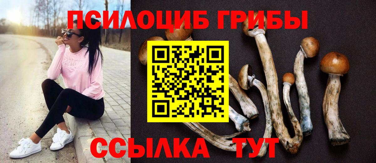 Псилоцибиновые грибы Psilocybe Можайск